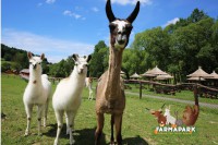 /album/fotogalerie-farma-park-sobehrdy/farmapark-sobehrdy18-jpg/